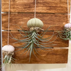 Hanging Jellyfish Air Plant Holder: Sea Urchin Shell, Real Tillandsia