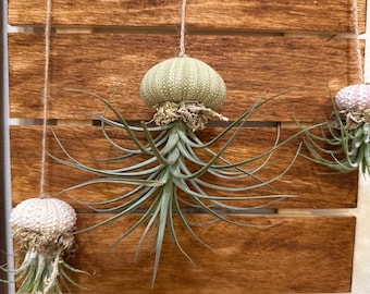 Hanging &quot;Jellyfish&quot; Air Plant Holders | Sea urchin plant holders | Shell Plant Holder | Ocean-Inspired Decor with Real Tillandsia