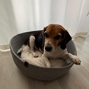 Könnte beinhalten: Ein Beagle-Hund ruht in einem grauen, gewebten Haustierbett mit einem beigen Kissen. Der Hund hat braune, schwarze und weiße Markierungen. Das Bett ist rund und steht auf einem hellen Holzboden, mit einem weißen Vorhang im Hintergrund.