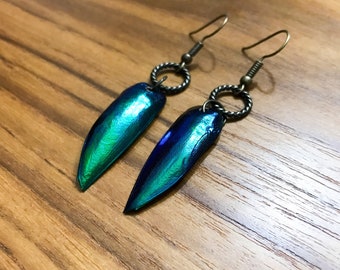 Jewel Beetle Wing Brass Earrings / Taxidermy / Oddity / Elytra / Real Bone jewelry / Unisex / Gifts for her / Gifts for him