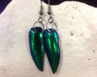 Jewel Beetle Wing Earrings / Taxidermy / Oddity / Elytra / Real Bone jewelry / Unisex / Gifts for her / Gifts for him