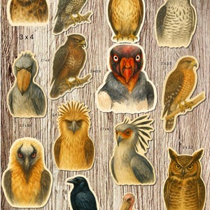 Birds of Prey Raptor Sticker Set – Fierce Watercolor Raptors - 14 Die-Cut Stickers - Hawk, Owl, Falcon, Vulture, Eagle, Raven – Nature Birds