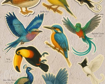 Adesivos de pássaros exóticos: decalques de vinil em aquarela - presente para observadores de pássaros, conjunto de 3, 4, 5 ou 6 polegadas