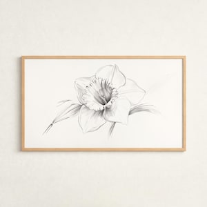 Könnte beinhalten: Eine gerahmte Bleistiftzeichnung einer Narzissenblüte. Das Kunstwerk zeigt eine detaillierte Darstellung der Blütenblätter und des Zentrums der Blume mit Schattierungen, um Tiefe zu erzeugen. Der Rahmen ist helles Holz, der Hintergrund ist weiß.