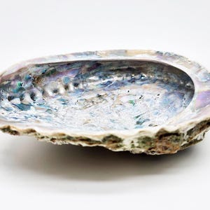 Könnte beinhalten: Abalone-Schale mit schillerndem Innenraum. Das Innere der Schale weist Farbtöne von Blau, Lila und Grün auf, mit einer strukturierten, perlmuttartigen Oberfläche. Die Außenseite ist rau und braun. Dieser Artikel ist dekorativ.