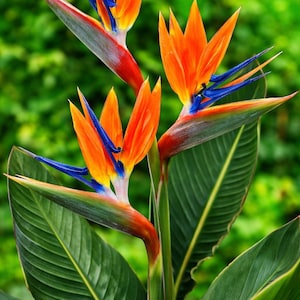 May include: Close-up of Bird of Paradise flowers with vibrant orange, blue, and white petals. The flowers have a unique shape and are set against a blurred green background. Large, green leaves provide a contrasting backdrop.