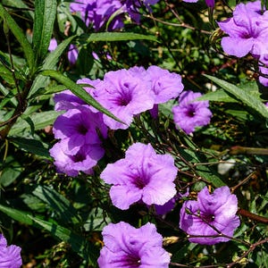 May include: Close-up of vibrant purple flowers with dark centers, surrounded by green leaves and stems. The flowers have a trumpet-like shape and are in full bloom, creating a lush, natural scene. The image captures the beauty of a flowering plant.