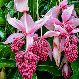 gond katira plant Gond Katira Pure Organic