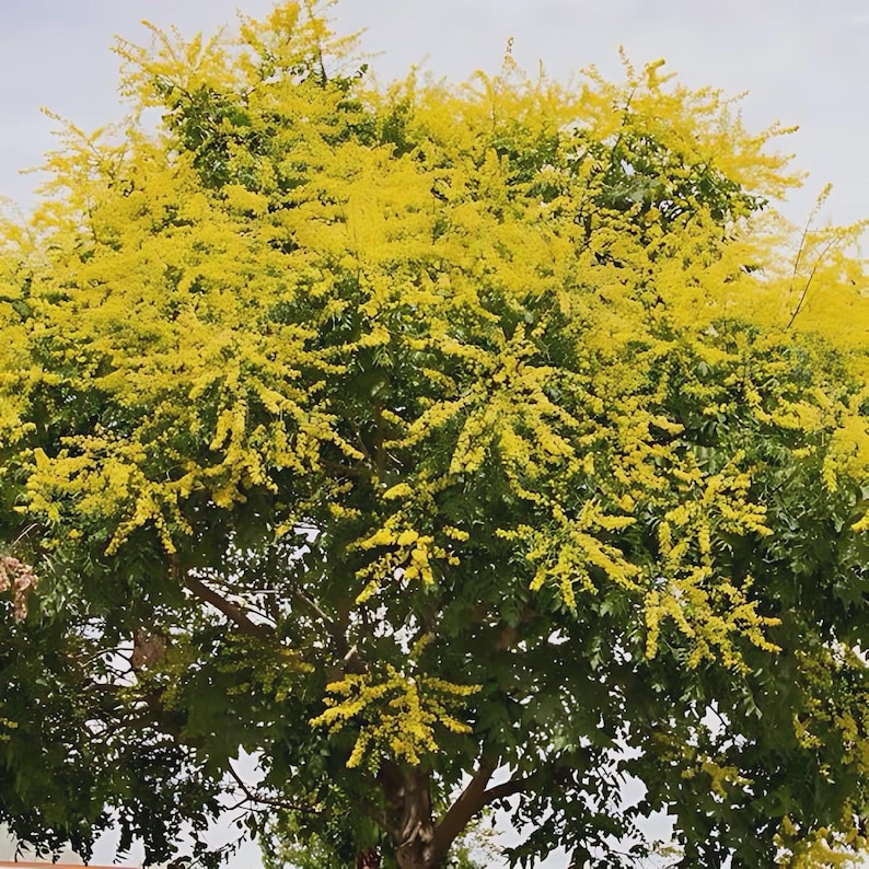 Yellow Raintree 2 Golden Rain Tree Saplings – Fast Growing Shade Tree, Yellow Blooms ...