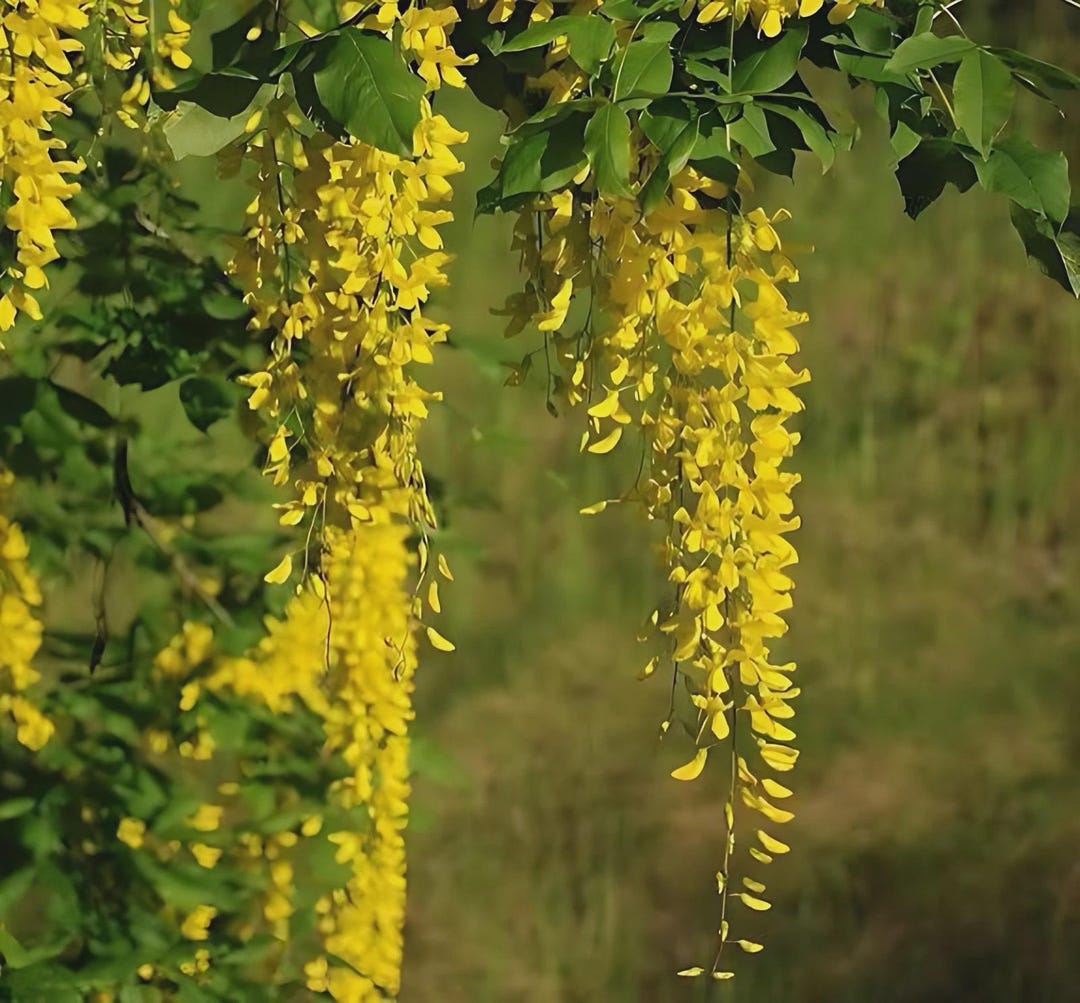 Yellow Raintree 2 Golden Rain Tree Saplings – Fast Growing Shade Tree, Yellow Blooms ...