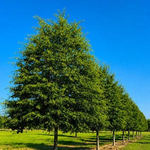 May include: A row of green trees with full foliage stands against a clear, bright blue sky. The trees are planted in a grassy field with a dirt path running along the base of the trees. The scene is well-lit, suggesting a sunny day.