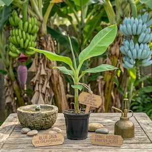 May include: A small rooted starter plant of a Blue Java Ice Cream Banana tree in a black pot. The image includes a small fountain, a brass sprayer, and wooden signs that read "Musa - Ice Cream Blue Java Live Banana Tree" and "Blue Java (Ice Cream Banana)".