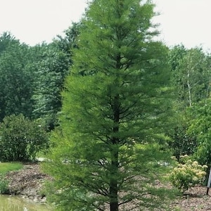 May include: A tall, green conifer tree with a slender trunk and feathery foliage. The tree stands prominently in a natural outdoor setting, with a pond and other trees in the background. The tree's height is approximately 40 feet.