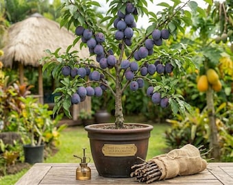 Dwarf Italian Plum Tree – Self-Pollinating, Sweet Purple, Small Space Fruit Tree