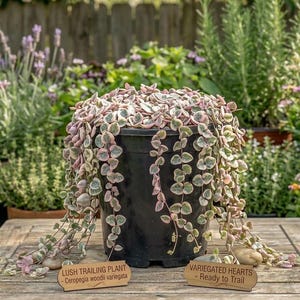 May include: A black pot filled with a lush trailing plant, *Ceropegia woodii variegata*, with heart-shaped leaves in green and pink. The plant cascades over the sides of the pot. Two wooden signs provide plant information.