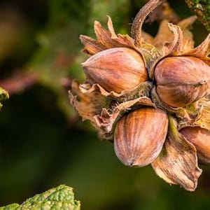 May include: Close-up of a cluster of hazelnuts, featuring several brown nuts encased in a light brown husk. The image highlights the texture of the nuts and the surrounding green leaves.