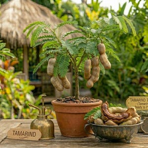 Tamarind Trees Bonsai - Etsy