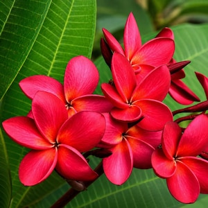 May include: Close-up of vibrant red plumeria flowers with orange centers, set against a backdrop of large green leaves. The petals are smooth and delicate, showcasing the natural beauty of the tropical blooms.
