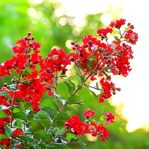 Red Crape Myrtle Tree – 12-18" Bare Root, Fast Growing Summer Blooms