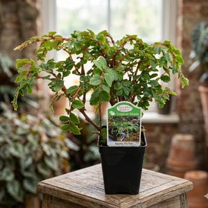 May include: A Begonia Tiny Pink plant with small green leaves and reddish stems in a black square plastic pot. A white plant tag is inserted into the soil, featuring the text Fairy Plant Kingdom, Tropical Shade, and Begonia, Tiny Pink.