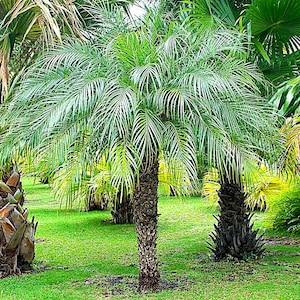 Live Potted Palm Trees - Etsy