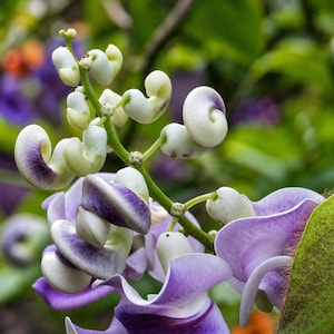 May include: A cluster of snail-shaped flowers featuring white petals with deep purple tips and swirls. The blossoms are attached to a slender green stem, with some buds tightly coiled and others partially open, revealing soft lavender-toned petals.