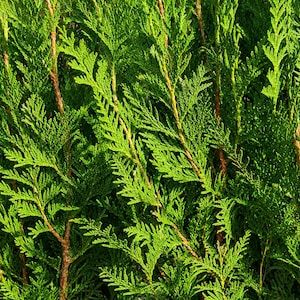 May include: Close-up of vibrant green evergreen foliage. The image showcases dense, textured leaves with a rich, natural color. Brown stems provide contrast against the bright green, creating a detailed and visually appealing pattern.
