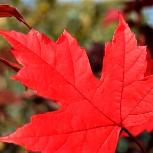May include: A rustic wooden sign with the text "Welcome to our home" in white lettering. The sign features a distressed finish and a simple, inviting design, perfect for entryway decor.