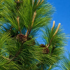 May include: Close-up of a pine tree branch with long, green needles and brown pine cones. The needles are a vibrant green, contrasting with the brown cones. The background is a clear, bright blue sky.