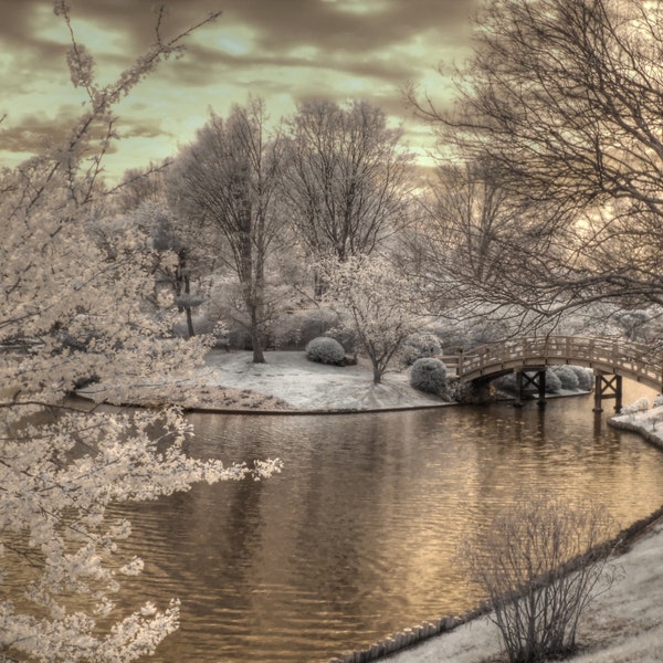 Cherry blossoms japanese garden missouri botanical garden sepia infrared home decor photography