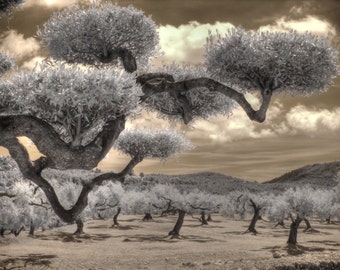 Infrared photo Olive grove, spain photography, agriculture photography, Olive home decor, Olives, growing olives, Spanish Olives, Bonza