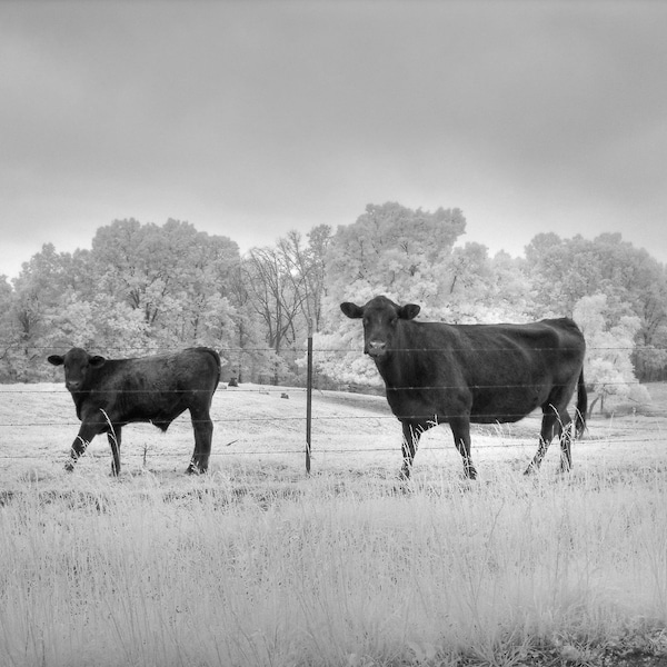 Infrared Cow photo, cattle photography, cow photography, black and white cow, black and white photography, infrared photography, farm photo