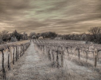 Augusta Winery infrared photo, wineries, vineyard, Missouri wine, wine home decor, wine country, fine art photography, grape growing