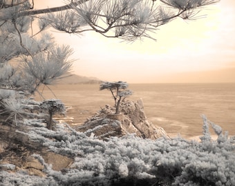 The Lone Cypress, Cypress tree photo, fine art photography, infrared photography, tree photo, home decor photography, home decor photo