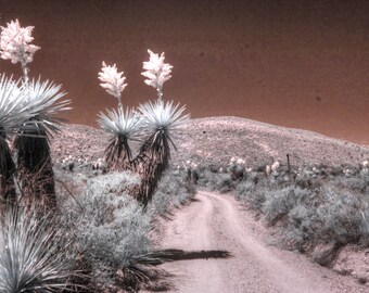 Infrared photography desert bloom yucca big bend national park