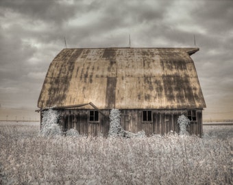May include: A weathered wooden barn with a rusty metal roof, surrounded by a field of white flowers. The barn has two windows and a door.