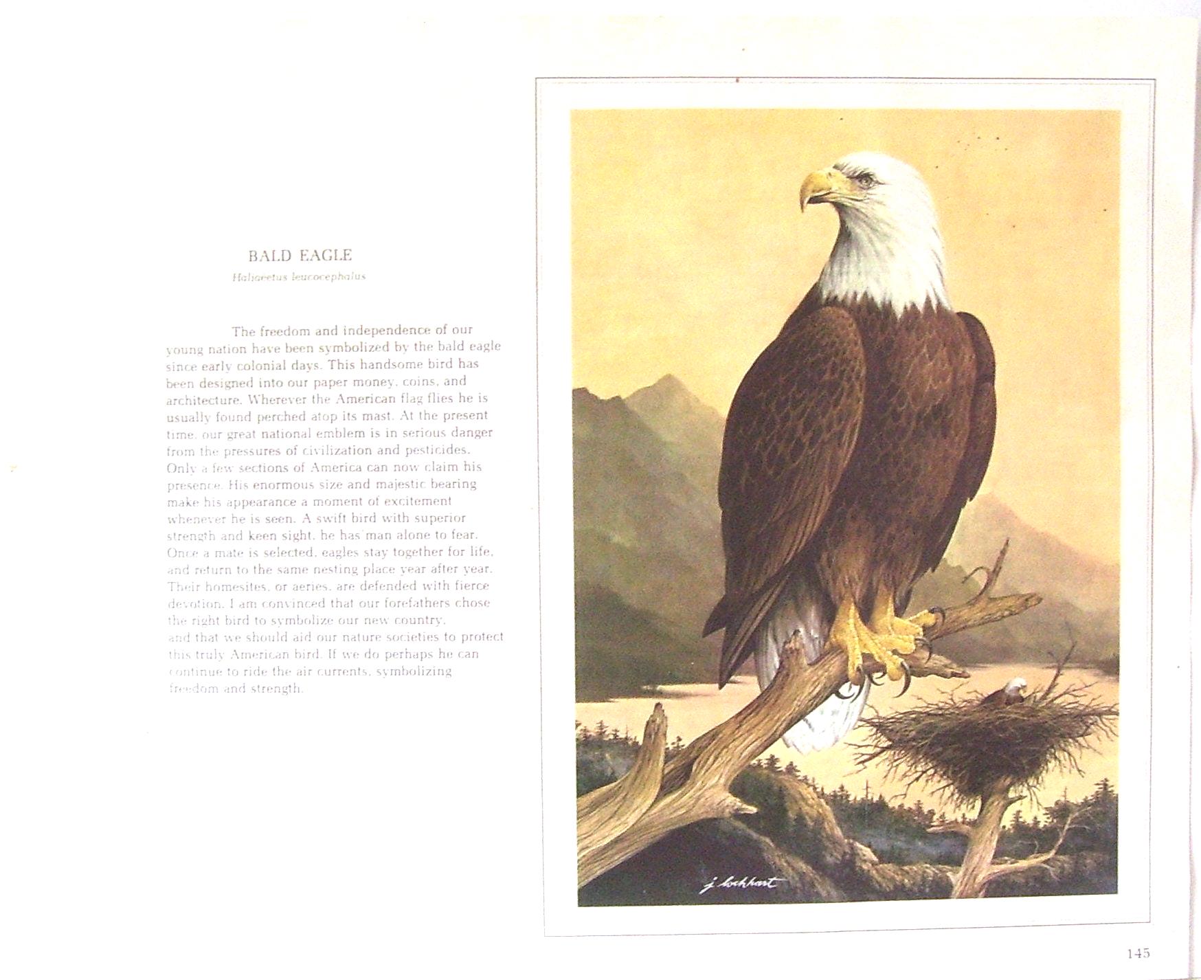 Bald Eagle Artist Drawn by J Lockhart / Nature/ Handsome Bird