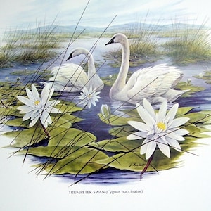 Trumpeter Swan by James Lockhart, WilD America Animals Art Illustrated, Poster Paper, Cottage Wall Decor, Wild Bird Sanctuary