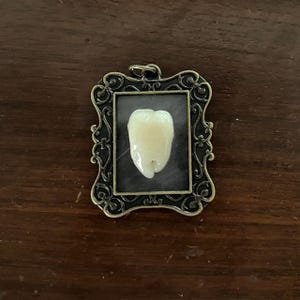 Tooth Brooch