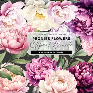 Pfingstrosen Aquarell Blumen Clipart Transparent Floral Clip Art Weiße Blume Posy Frühling Blumen Pfingstrose Rosa Sommer Blumen Weiß Rosa PNG