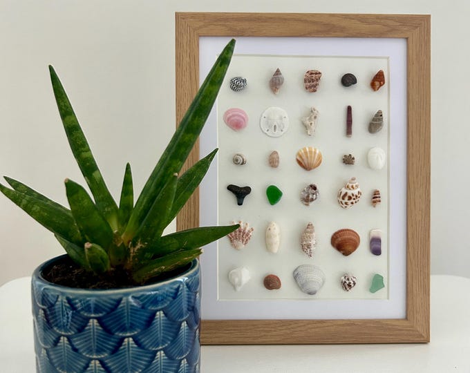 7x9 Framed Coastal Shell Art | Beachcomber’s Collection | Ocean-Inspired Wall Decor | Seashell Art
