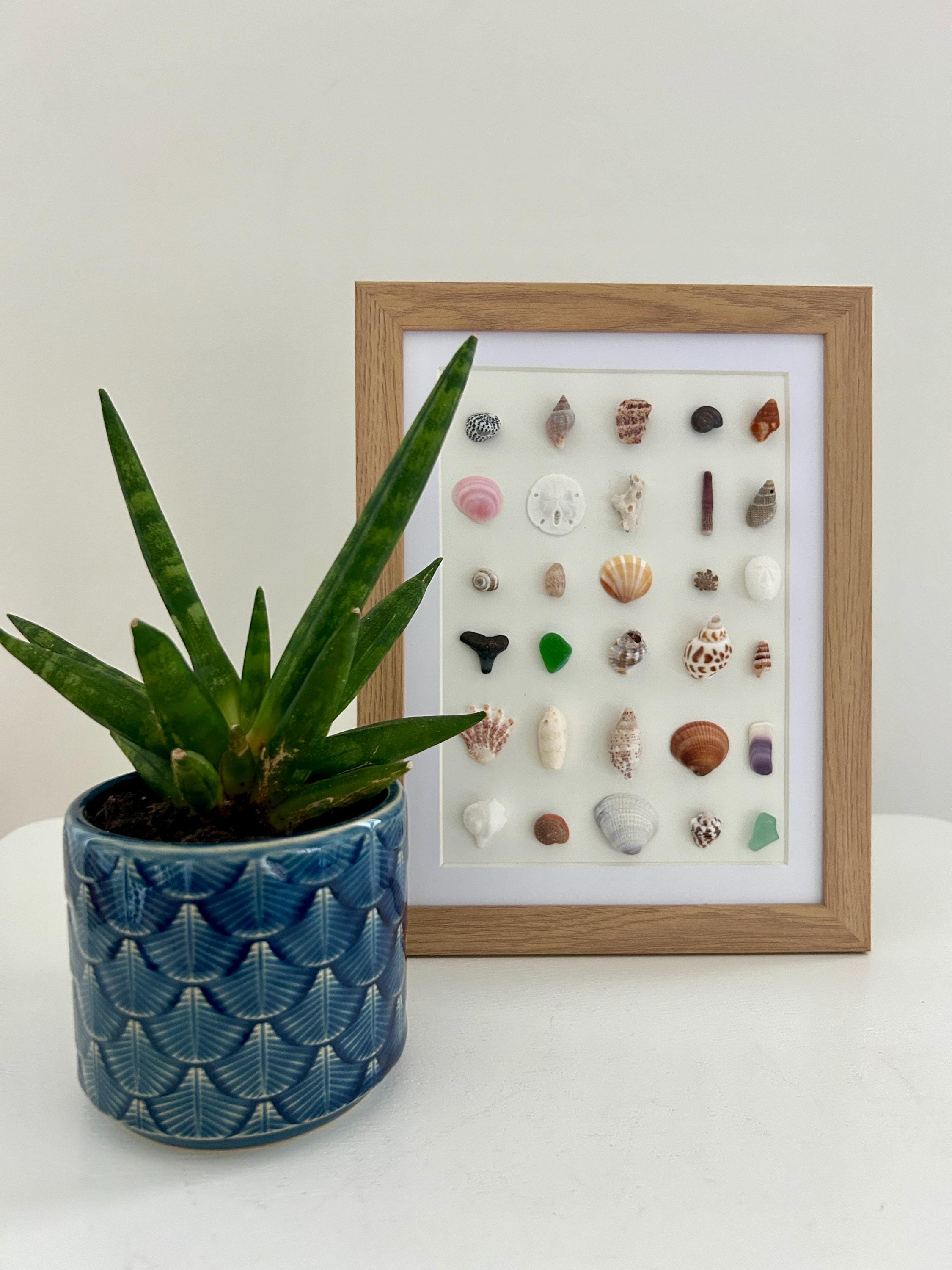 7x9 Framed Coastal Shell Art | Beachcomber's Collection | Ocean