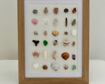 7x9 Framed Coastal Shell Art | Beachcomber's Collection | Ocean