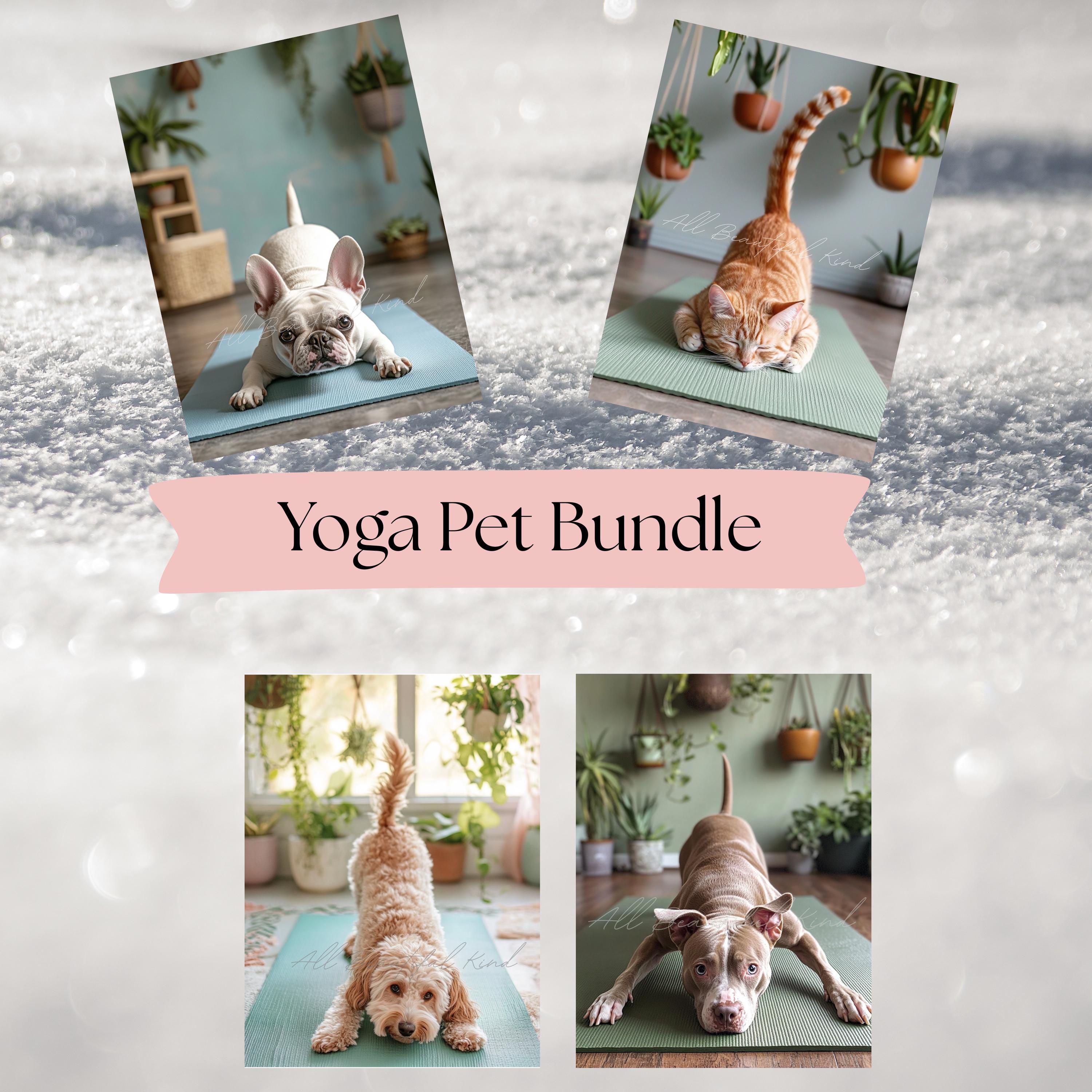 Meditations Koru Mindfulness in CHS | College of Health Sciences