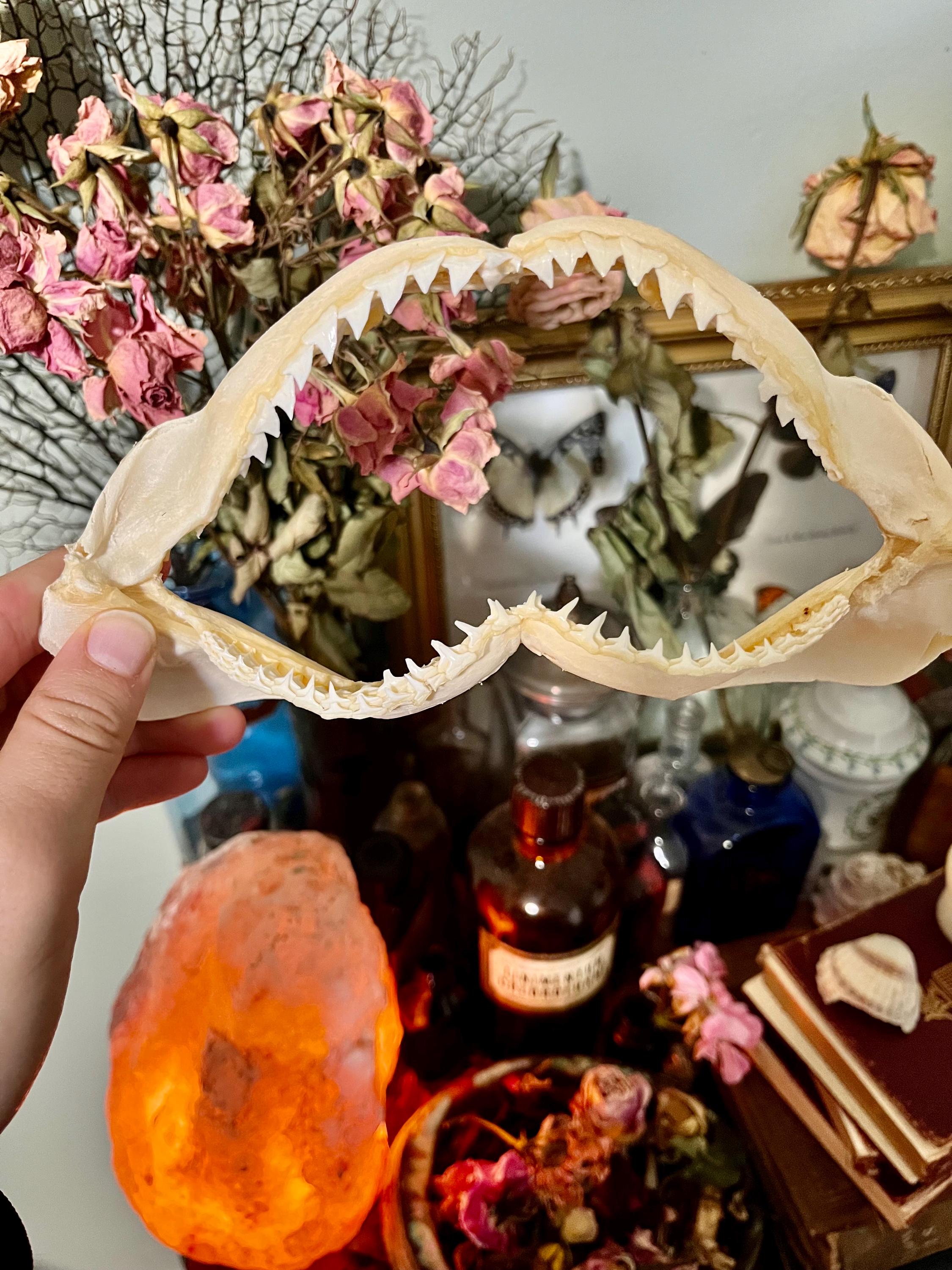 Large Spinner Shark Jaws