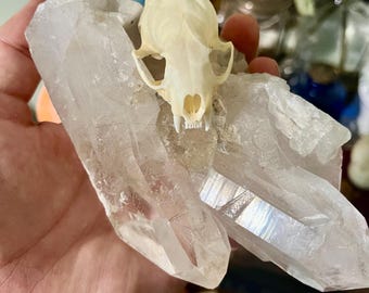 Muskrat Skull Skullcap
