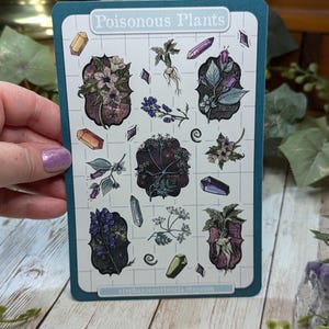Poisonous Plants Sticker Sheet, Witchy Hand Drawn Kiss Cut Stickers, Belladonna Hemlock Henbane Monkshood Mandrake Stickers, Bujo Planners Regular Size