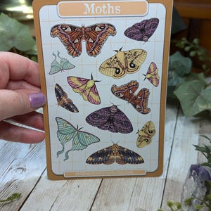 May include: A sheet of stickers featuring various moth illustrations. The stickers are on a white background with a grid pattern. The sheet is labeled "Moths" in a light orange box at the top. The stickers feature moths in various colors, including brown, orange, yellow, green, purple, and pink.