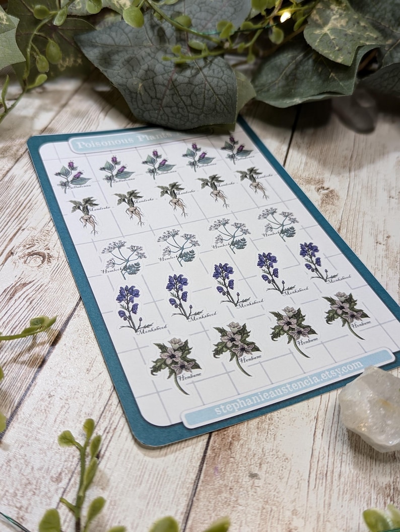 Poisonous Plants Sticker Sheet, Witchy Hand Drawn Kiss Cut Stickers, Belladonna Hemlock Henbane Monkshood Mandrake Stickers, Bujo Planners image 5