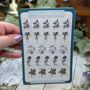 Poisonous Plants Sticker Sheet, Witchy Hand Drawn Kiss Cut Stickers, Belladonna Hemlock Henbane Monkshood Mandrake Stickers, Bujo Planners Minis